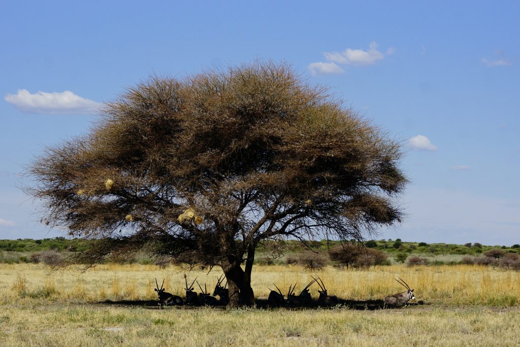 Tourismus in Botswana - Kalahari